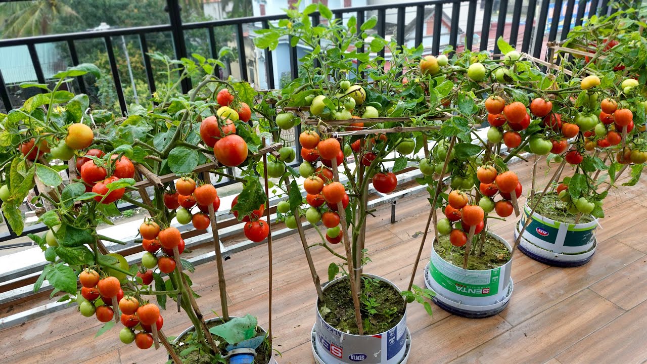 Growing Tomatoes on the balcony and the unexpected happened