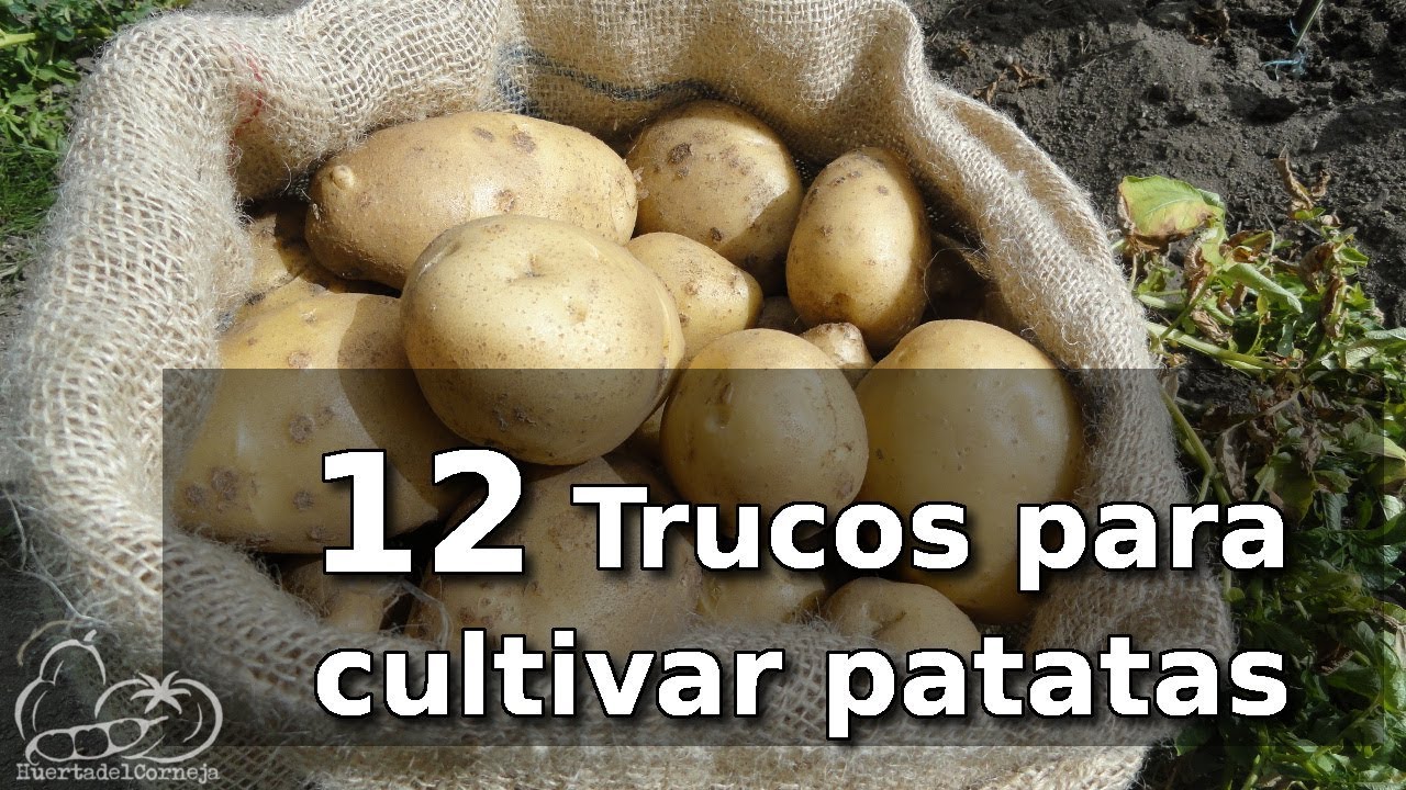 12 Consejos para cultivar patatas