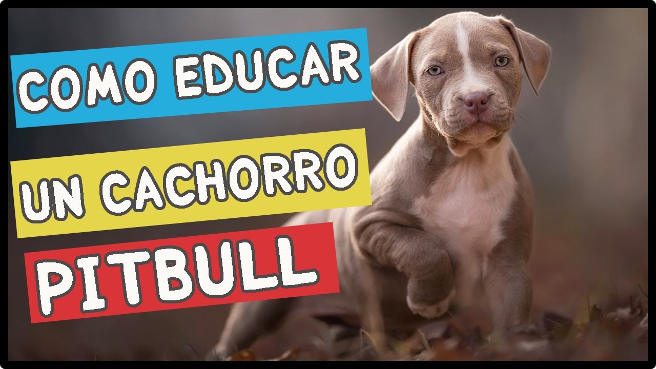👉 Como educar a un cachorro Pitbull 7 TRUCOS Que NO Conocias