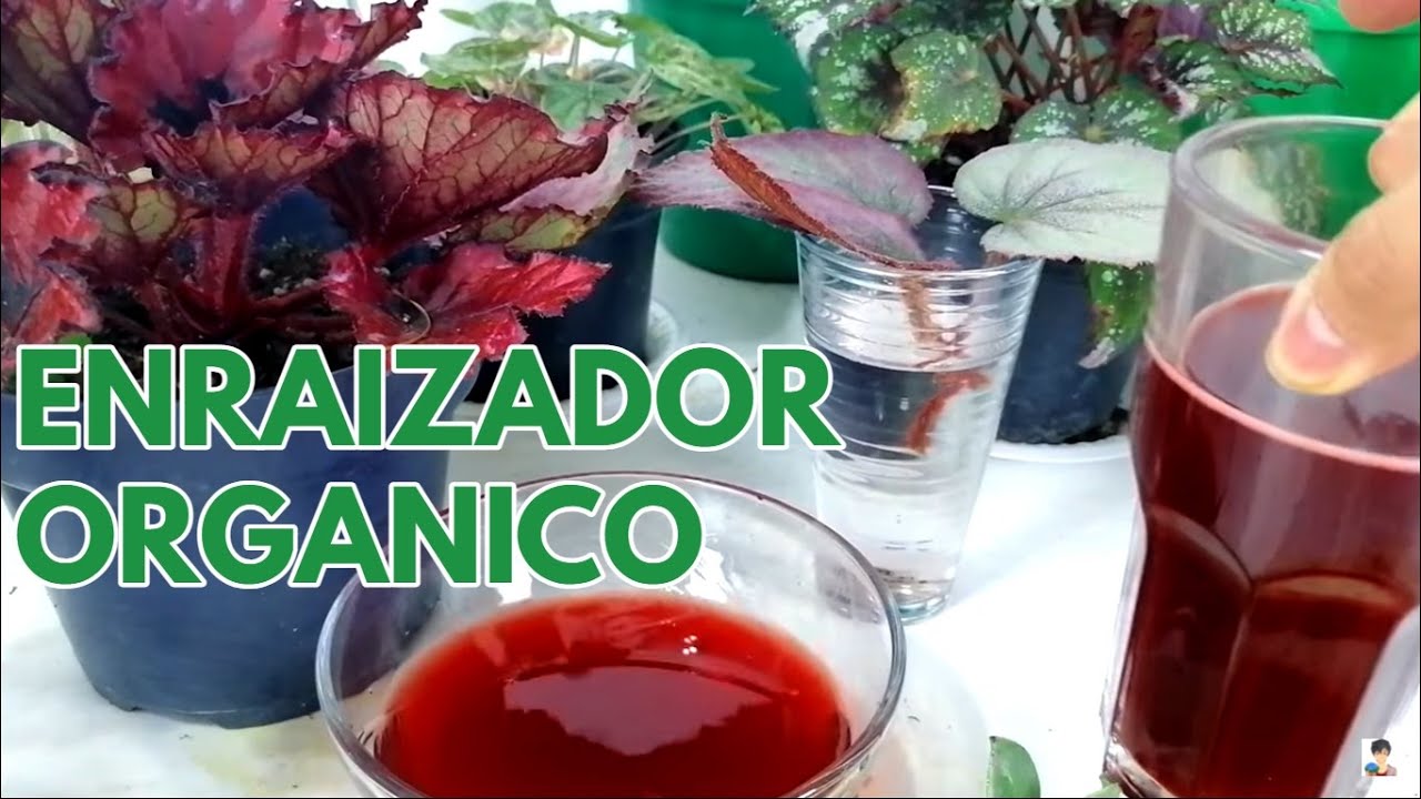enraizador orgánico potente para plantas CHUYITO JARDINERO