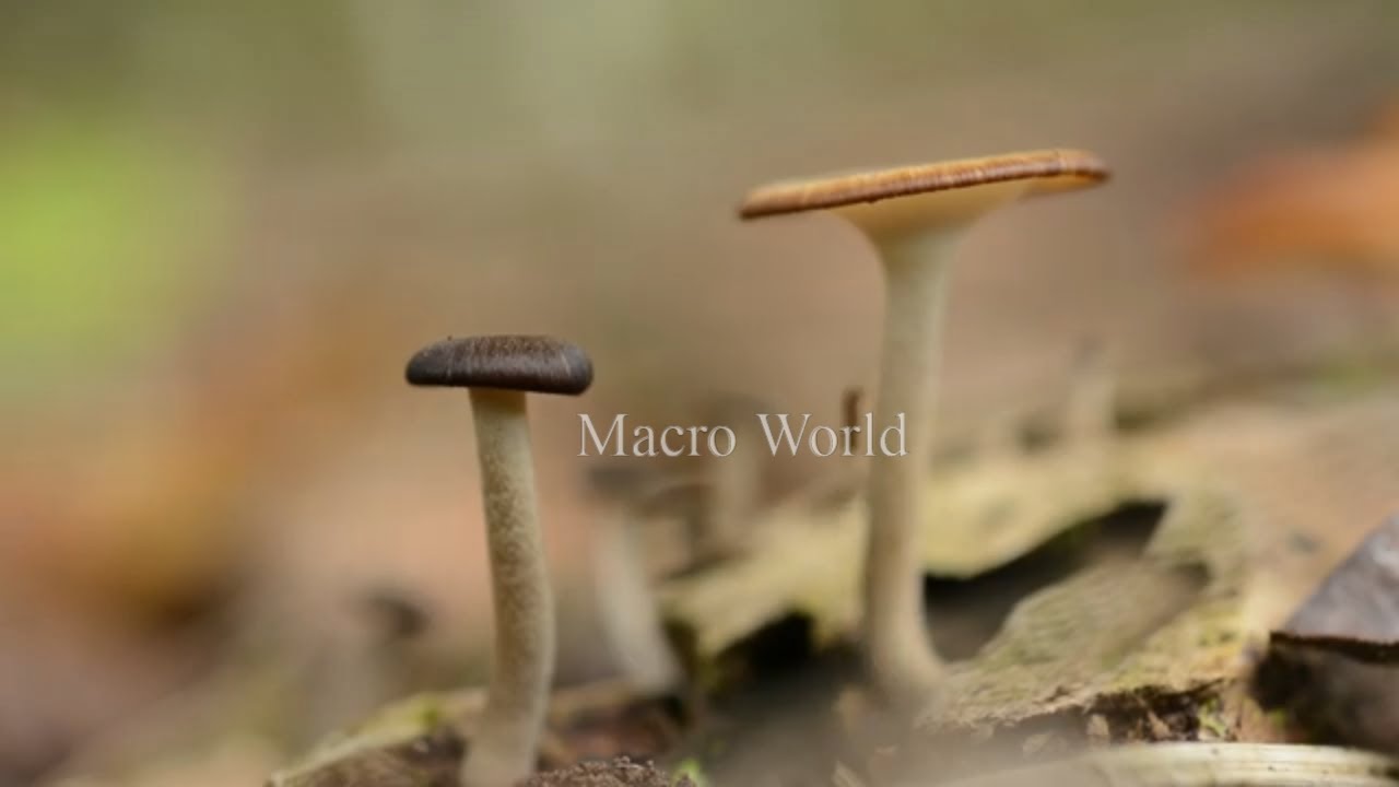 Hongos- The Macro World of the Forest
