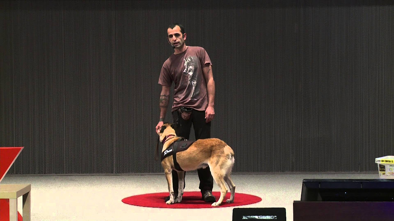 Terapias realizadas con perros | Miguel de Prado | TEDxGijon