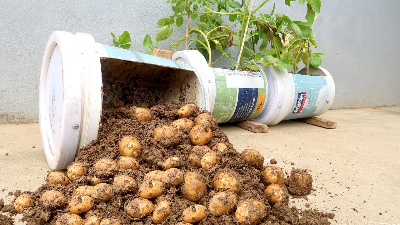 Unexpectedly, Growing potatoes at home is so easy, so many tubers