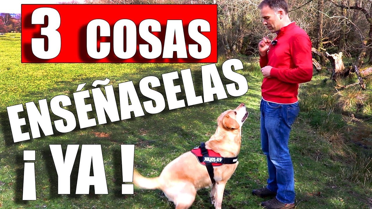 3 Simples TRUCOS 😱 CAMBIARÁN a tu PERRO [FUNCIONA]