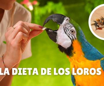 ALIMENTACIÓN DE LAS AVES PSITÁCIDAS - ¿Cuál es la mejor dieta para un loro?