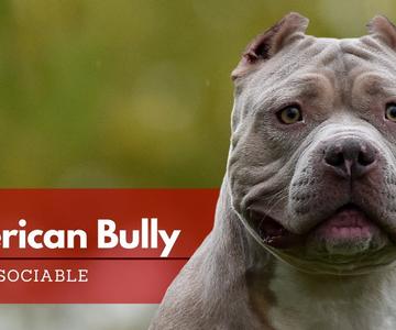 American Bully - Todo lo que Debes Saber | Terránea