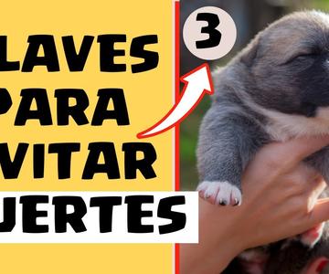 🛑Como Cuidar CACHORROS de 1 MES ⏩Aprende Los (3) CUIDADOS que NECESITA un CACHORRO Recien NACIDO✅