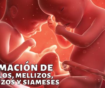 ¿Cómo se forman los gemelos, mellizos, trillizos y siameses?🧬