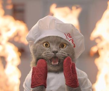 The Cat Cooking Show 2