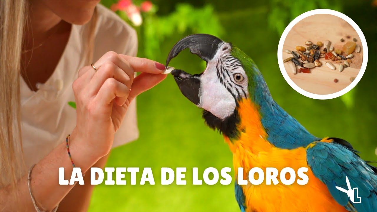 ALIMENTACIÓN DE LAS AVES PSITÁCIDAS - ¿Cuál es la mejor dieta para un loro?