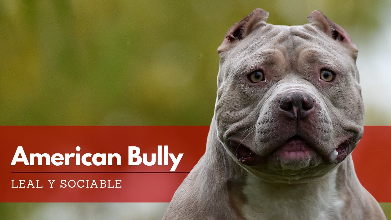 American Bully - Todo lo que Debes Saber | Terránea